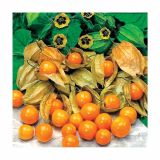 ZELENJAVNA SADIKA VOLMARY ANDSKA JAGODA L12 GOLDVITAL