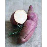 ZELENJAVNA SADIKA VOLMARY SLADKI KROMPIR L12 ERATO WHITE