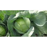 KAPUSNICE ZELJE KITAJSKO 9 KOS