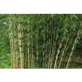 ZIMZELENI MIX FARGESIA ROBUSTA L17 CM