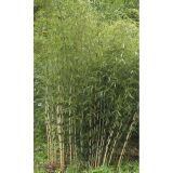 ZIMZELENI MIX FARGESIA ROBUSTA L17 CM
