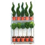 ZIMZELENI MIX NA STEBLU