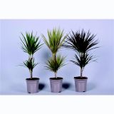 ZMAJEVKA 3 SORTE L17