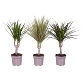 ZMAJEVKA 3 SORTE MIX L11