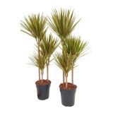 ZMAJEVKA BICOLOR 3 ST 60-30-15 L21 CM