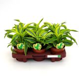 ZMAJEVKA COMP. LEMON L12