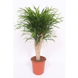 ZMAJEVKA DRACENA ANITA L24