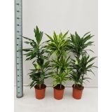ZMAJEVKA DRACENA MIX L21