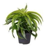 ZMAJEVKA DRAGONTREE LEMON SURPRISE L12 CM
