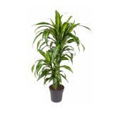 ZMAJEVKA HAWAIIANA 45-15 L19 CM