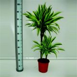 ZMAJEVKA LEMON LIME L19