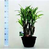 ZMAJEVKA LEMON LIME L24