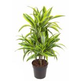 ZMAJEVKA LEMON LIME VEČSTEBELNA L21 CM