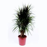 ZMAJEVKA MARGINATA L27