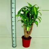 ZMAJEVKA MASSANGEANA L40