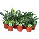 ZMAJEVKA MINI MIX L12