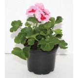 PELARGONIJA ZONALE L10