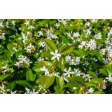 JASMIN ZVEZDASTI L18 V70 CM RINCOSPERMUM SPALIERA