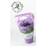 ZVONČNICA DARK TAKE PURPLE L12