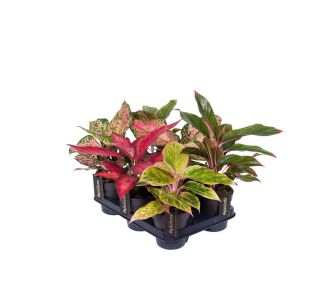 AGLONEMA EXCLUSIVE MIX L12 CM AGLONEMA EXCLUSIVE MIX L12 CM