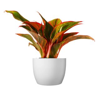 AGLONEMA SIAM RED L13 CM AGLONEMA SIAM RED L13 CM