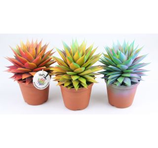 ALOJA KAMELEON L17 CM