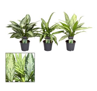 ALOKAZIJA ZELENI MIX L12 CM