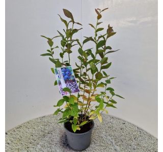 AMERIŠKA BOROVNICA BLUECROP L19 CM