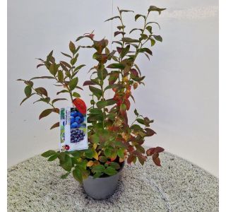 AMERIŠKA BOROVNICA DUKE