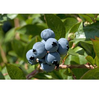 AMERIŠKA BOROVNICA HORTBLUE PETITE L19