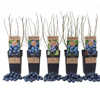 AMERIŠKA BOROVNICA L17 CM