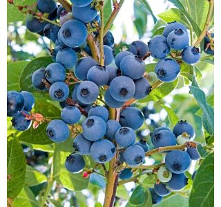 AMERIŠKA BOROVNICA MIX L19 CM