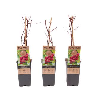 AMERIŠKA BOROVNICA PINK LEMONADE