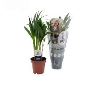 AIR SO PURE L12 CM AIR SO PURE L12 CM