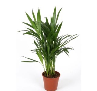 AREKA PALMA L14 CM
