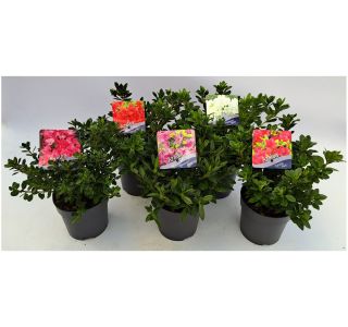 AZALEJA JAPONSKA L14 CM