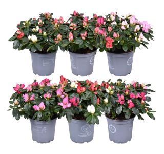 AZALEJA SOBNA CARNAVAL L12 CM