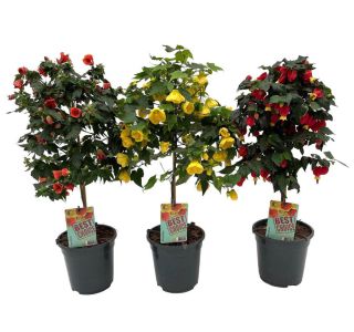 ABUTILON NA DEBLU L19 CM ABUTILON NA DEBLU L19 CM