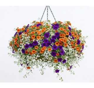 BALKONSKA RASTLINA CALIBRACHOA X HYBRIDA L10