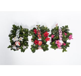 BALKONSKA RASTLINA DIPLADENIA KULTIPAK 6/1