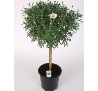 MARJETA (BELA) NA STEBLU L19 CM MARJETA (BELA) NA STEBLU L19 CM