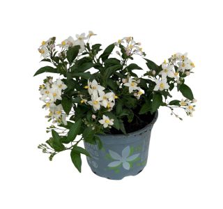 BALKONSKA RASTLINA SOLANUM JASMINOIDES ( JASM. RAZHUDNIK) L12 CM