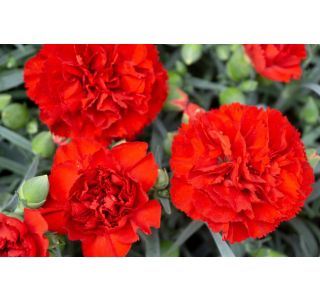 BALKONSKA RASTLINA VISEČI NAGELJ L10 CM