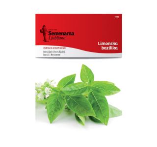 BAZILIKA SEMENARNA LIMONSKA 1081 BAZILIKA SEMENARNA LIMONSKA 1081