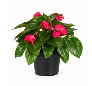 BEGONIA DRAGON WING L12