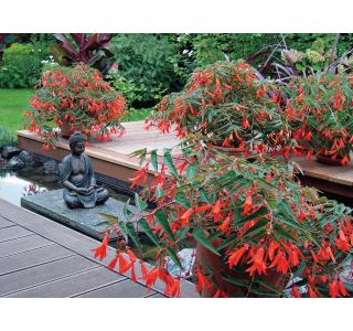 BEGONIJA BONFIRE L12