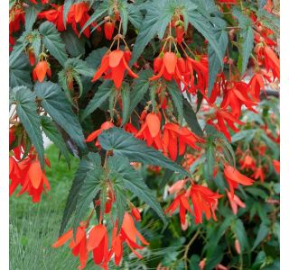 BEGONIJA BONFIRE L12 CM