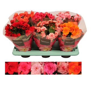 BEGONIJA SOBNA DECORUM L14 CM BEGONIJA SOBNA DECORUM L14 CM