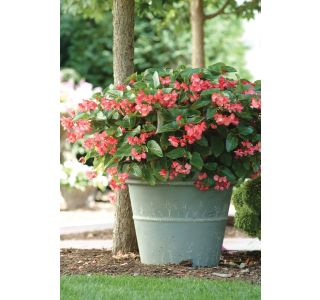 BEGONIJA ZMAJEVO KRILO L12 DRAGON WING