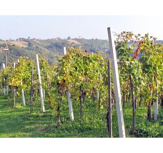 BETONSKI IZDELEK VINOGRADNIŠKI STEBER V. 2.80 M BSP 7X6